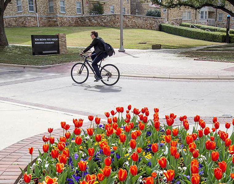 Faculty riding a bike near tulips on campus 