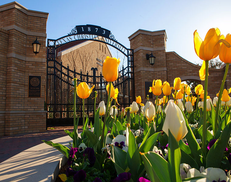 Spring tulips just outside the entrance gates near TCU Admission Center