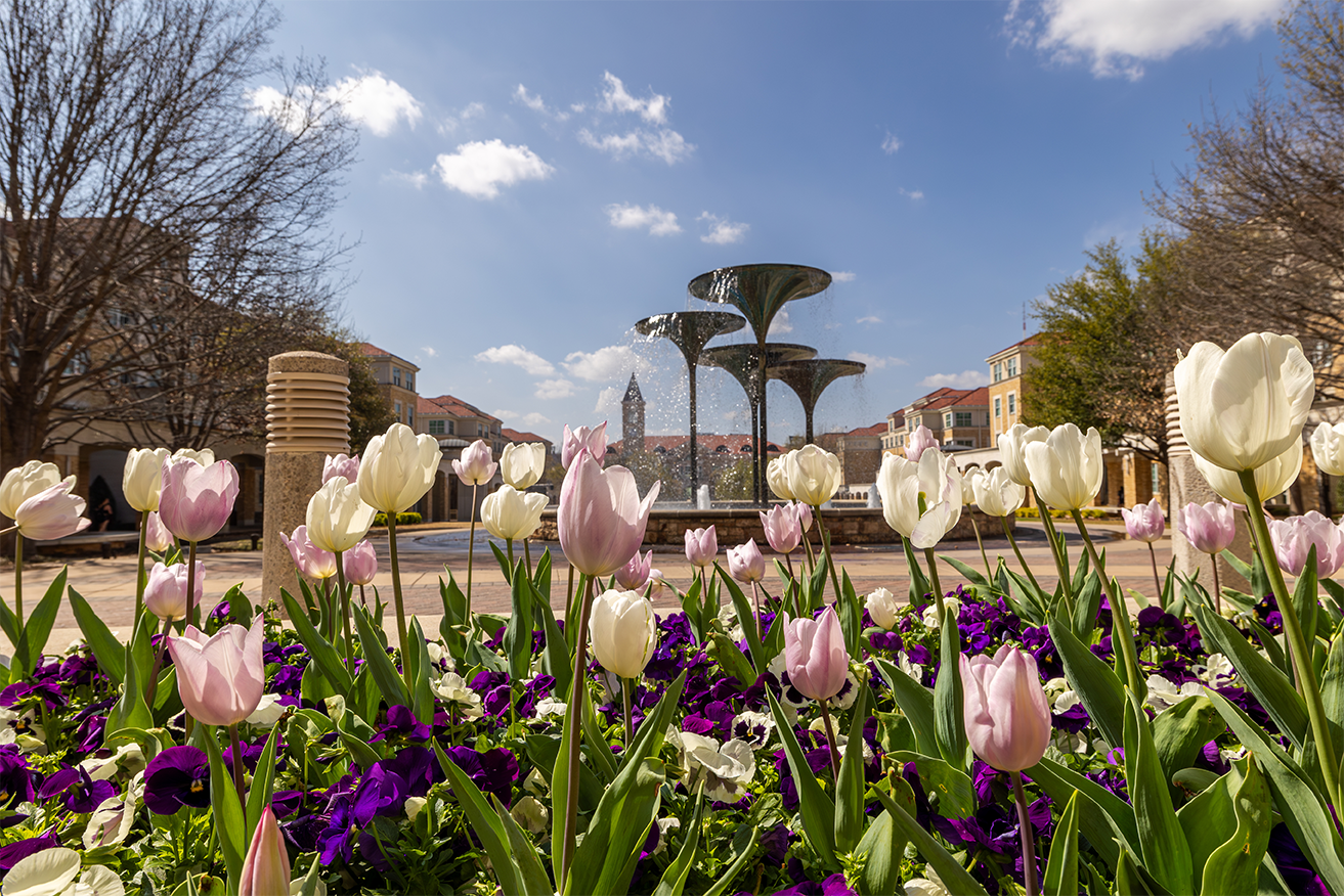 TCU tulips by frog fountain