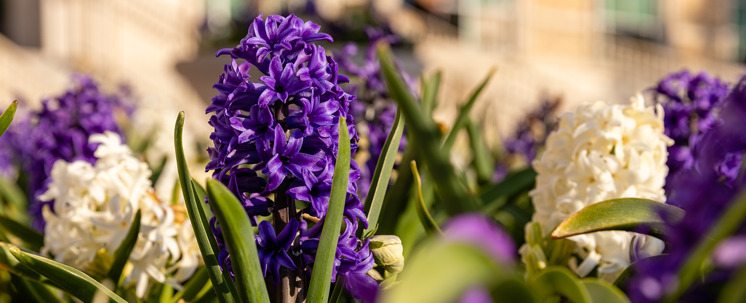 purple and white flowers