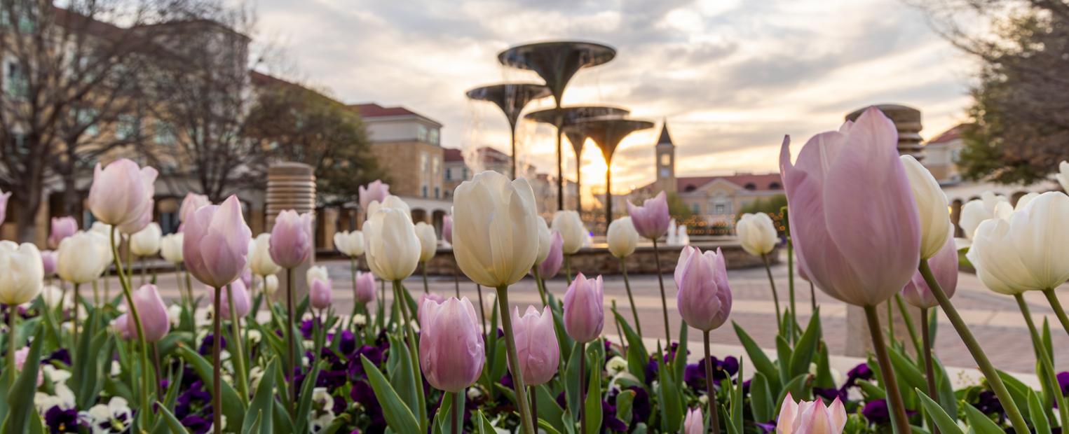 Tulips in front of Frog Fountain