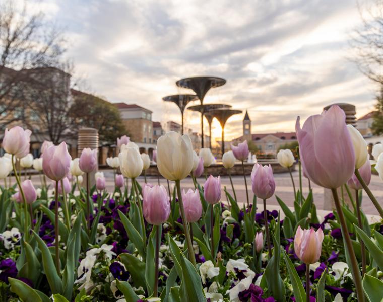 Tulips in front of Frog Fountain