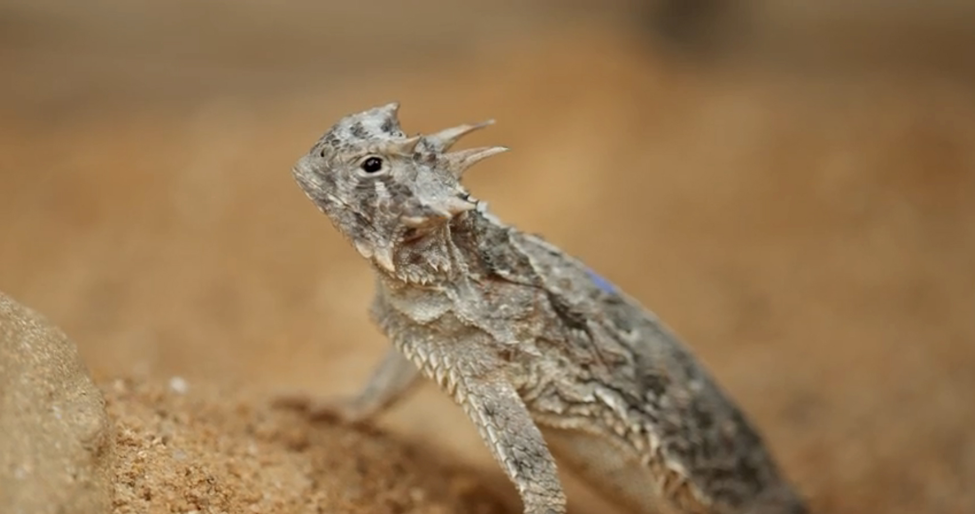 Horned frog with the text What is This? in front of it