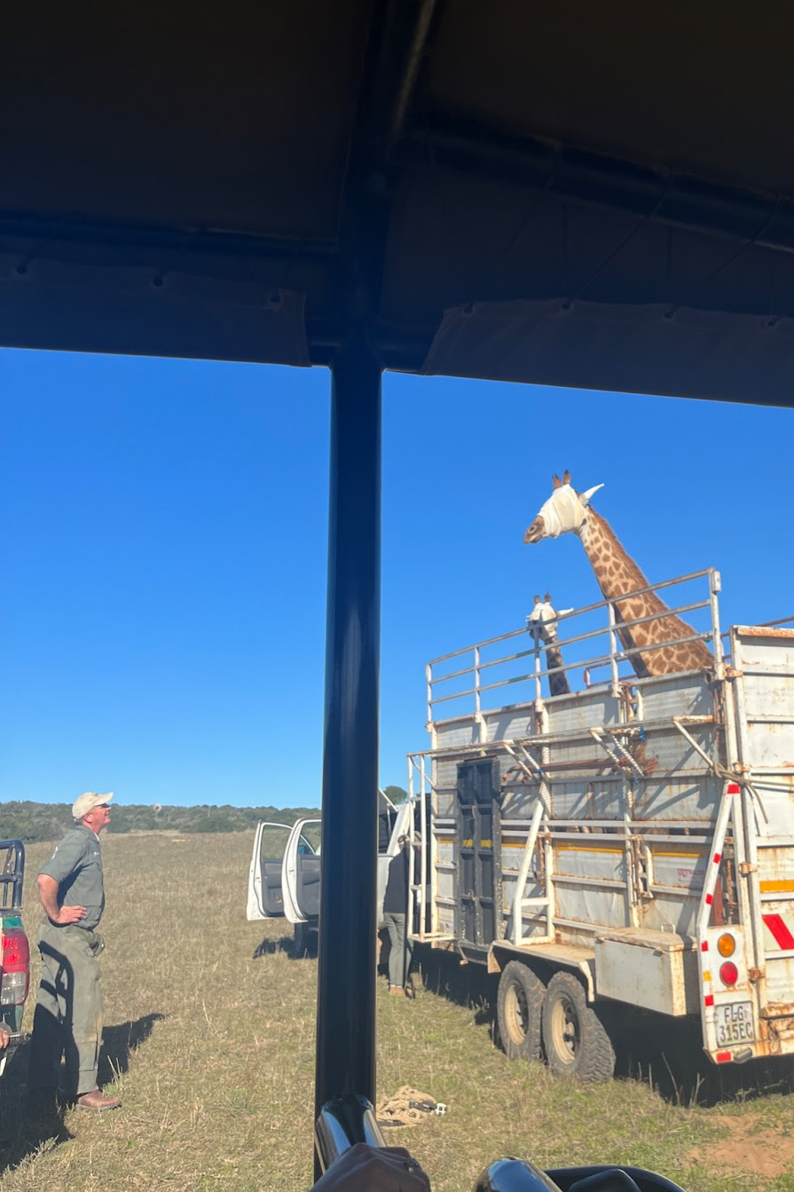 TCU South Africa Giraffe Relocation