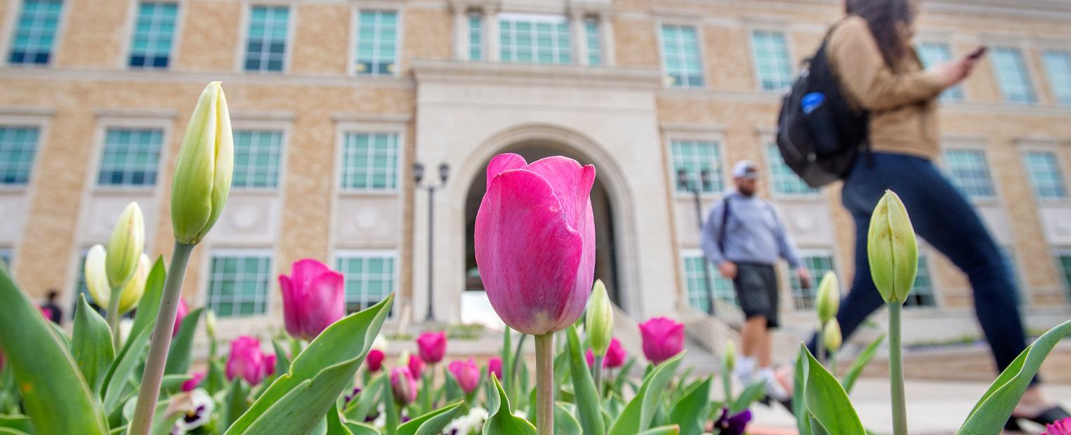 Students walking by tulips
