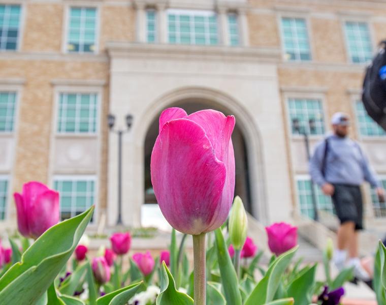 Students walking by tulips