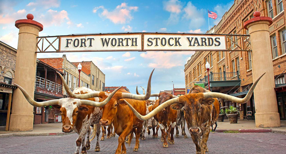 Daily Fort Worth cattle drive
